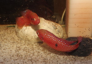 Аквариумные рыбки хромис красавец