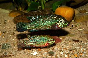 Речные африканские цихлиды