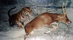 Амурский тигр охотится на оленя