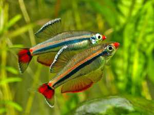 Как содержать и разводить аквариумных кардиналов: советы и секреты