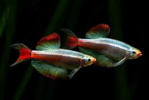 Рыбка кардинал