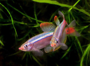 Размножение кардиналов