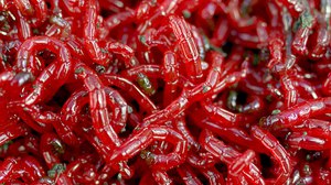 Еда для рыб