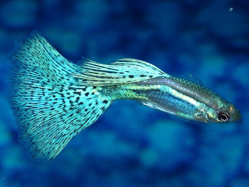 Гуппи Рыбка гуппи