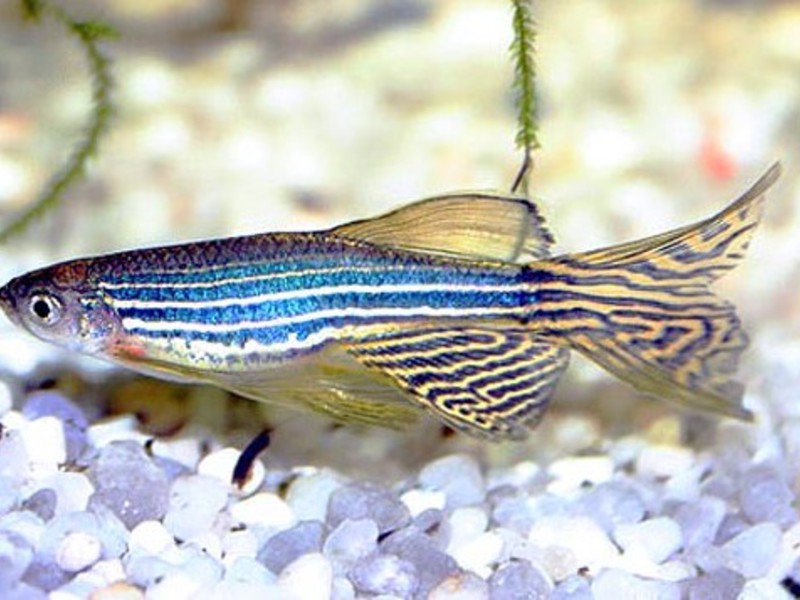 Данио рерио Рыбка данио рерио
