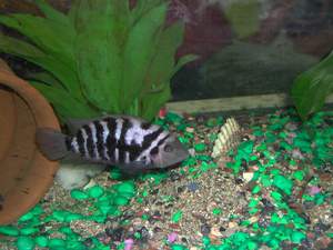 Чернополосая цихлазома рыбки