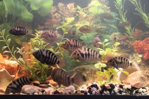 Выращивание рыбок чернополосая цихлазома