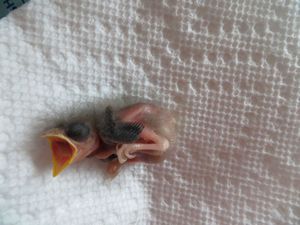 Птенчик воробья