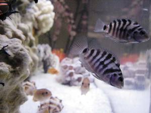 Аквариум для чернополосой цихлазомы