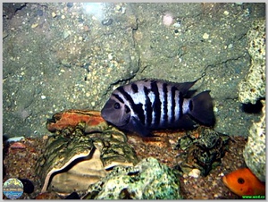 Чернополосая цихлазома размножение