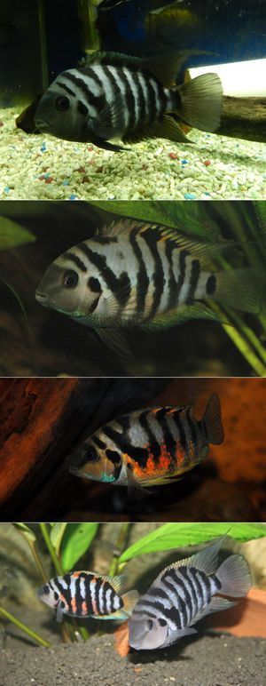 Содержание рыбок чернополосая цихлазома