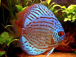 Как подобрать декоративную рыбку для аквариума?