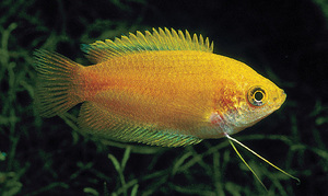 Аквариумная рыбка Гурами медовый