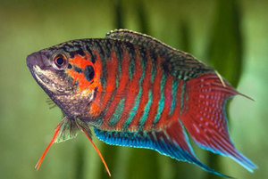 Аквариумные рыбки Макроподы 