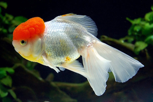 Аквариумная рыбка Оранда Красная шапочка
