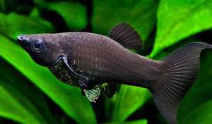 Моллинезия для домашнего содержания