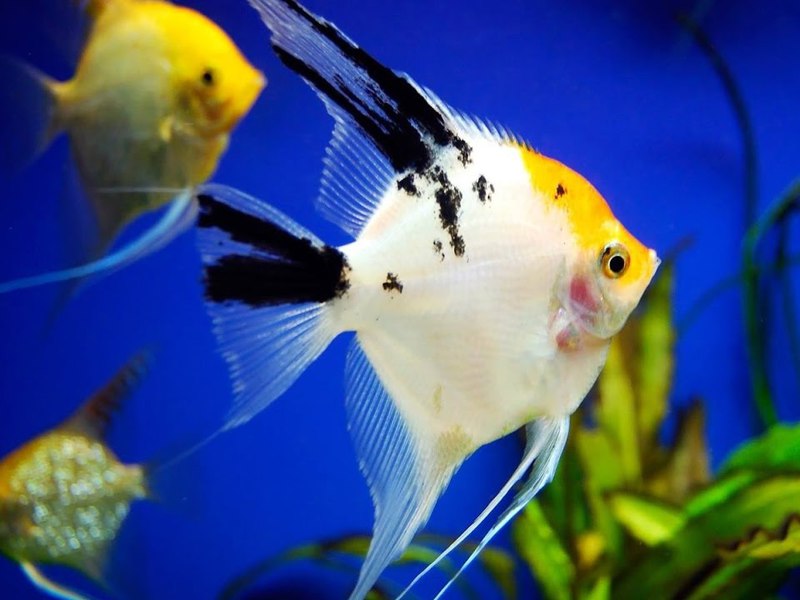 Аквариумные рыбки Скалярии Скалярии для домашнего содержания
