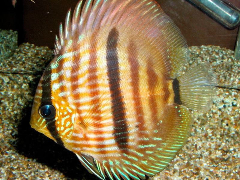 Виды популярных аквариумных рыбок Виды популярных рыбок для домашнего содержания