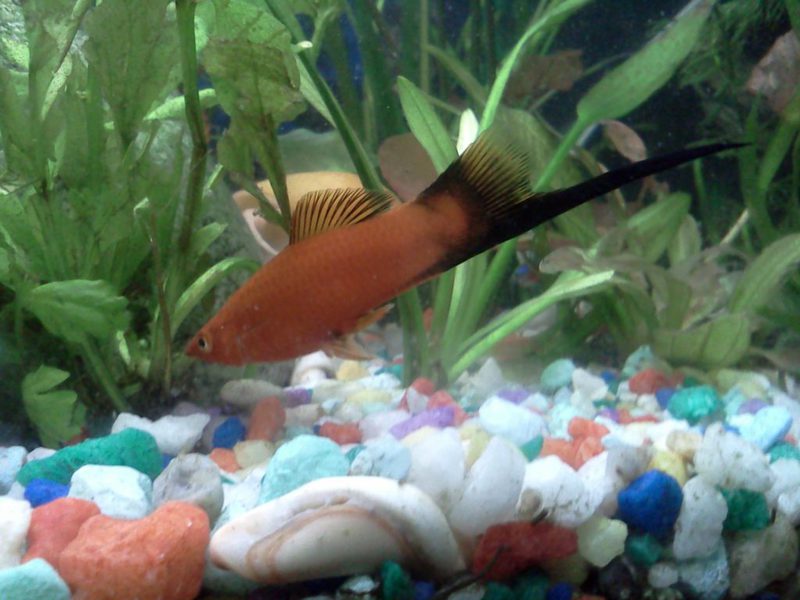 Аквариумные рыбки меченосцы Меченосцы для домашнего содержания