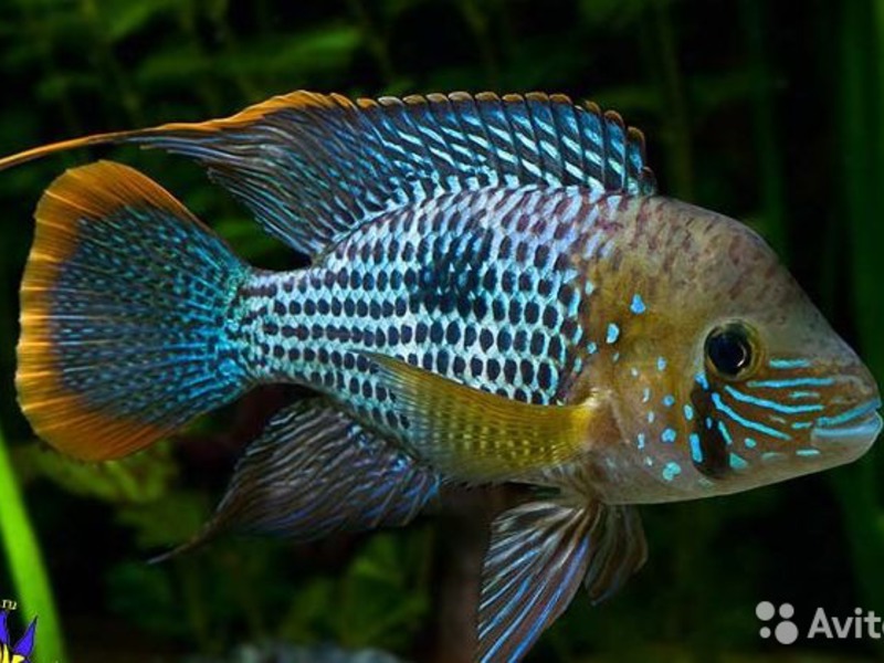 Аквариумные рыбки цихлиды Аквариумные цихлиды