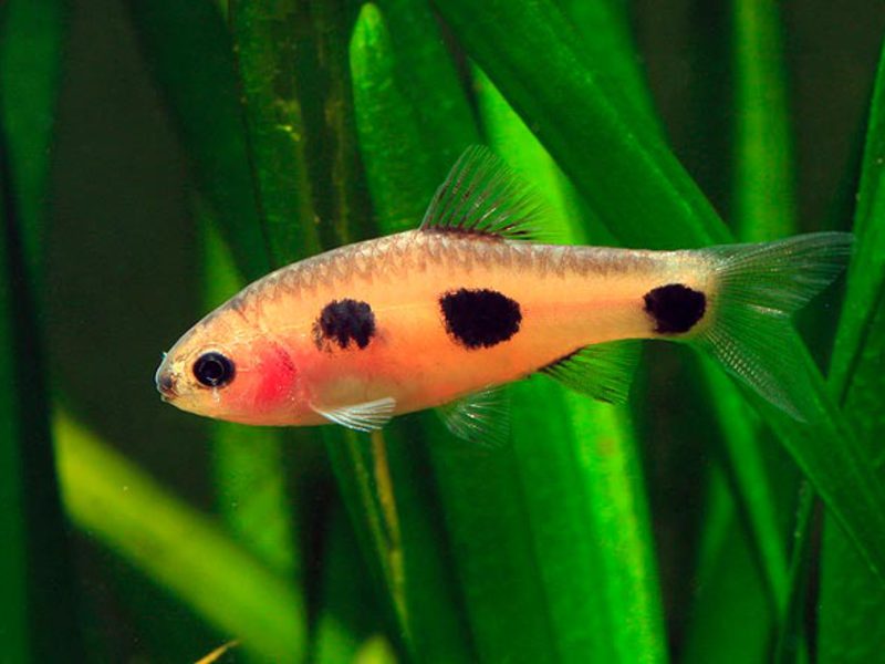 Аквариумные рыбки барбусы Аквариумные барбусы