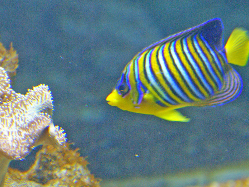 Морские аквариумные рыбки Морские рыбки для домашнего содержания