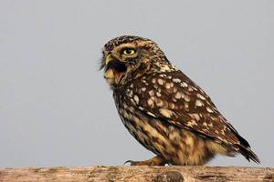 Сыч: внешность и жалобный крик ночной птицы