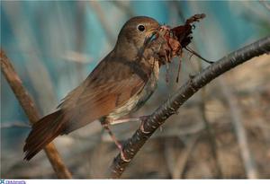 Мухоловка: среда обитания, образ жизни и чем питается