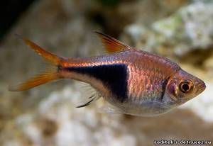 Клинопятнистая расбора: уход и содержание в аквариуме