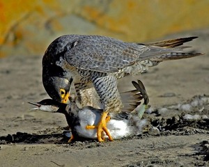 Добыча сапсана