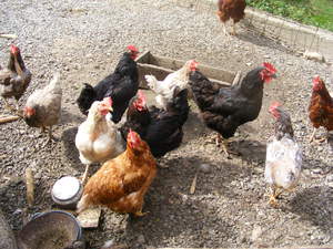 Куры бройлеров