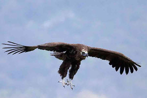 Характеристика чёрного грифа