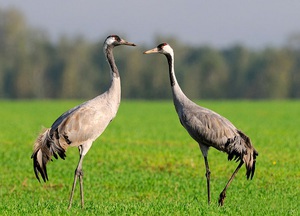 Характеристика серых журавлей