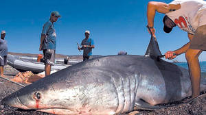 Рыбаки поймавшие мако