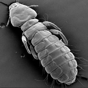 Как быстро избавиться от пероеда у кур: эффективные методы лечения