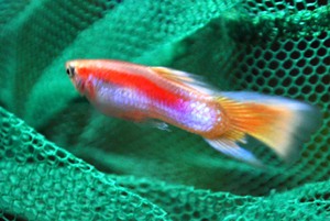 Как вылечить плавниковую гниль у гуппи и петушков быстро и эффективно