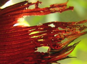 Гниль на хвосте рыбы