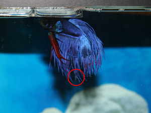 Гниль плавников у петушка