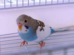 По каким признакам можно узнать возраст волнистого попугая