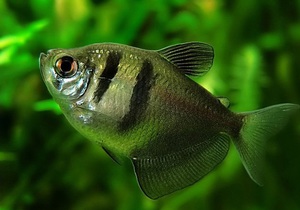 Тернеция: содержание и уход за аквариумной рыбкой