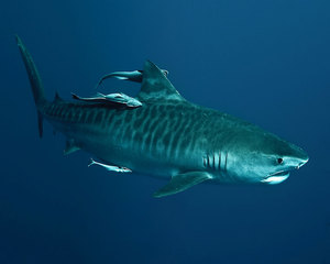 Тигровая охотница 