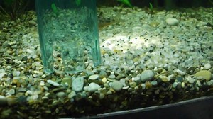 Очистка грунта в аквариуме