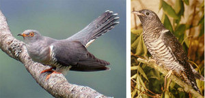 Кукушка обыкновенная: описание, образ жизни и интересные факты