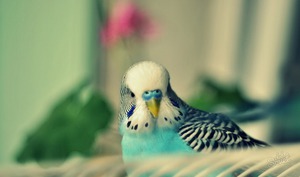 Признаки болезней волнистых попугайчиков