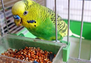 Болезни волнистых попугаев