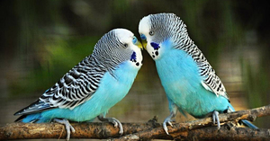 Питание волнистых попугаев