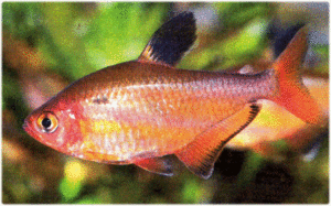 Тетра: уход, содержание и виды аквариумной рыбки