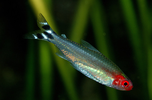 Красноносая тетра