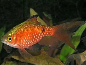 Рыбка вуалевый барбус