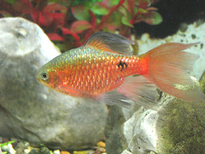 Огненный золотистый и вуалевый барбус: яркие аквариумные рыбки